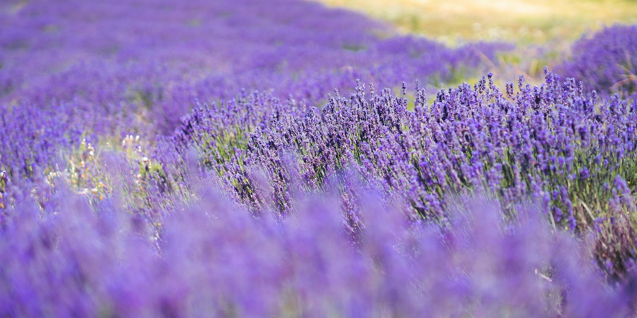 soiuri de lavanda