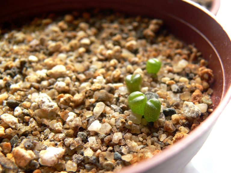 rezilierea contractului de arenda