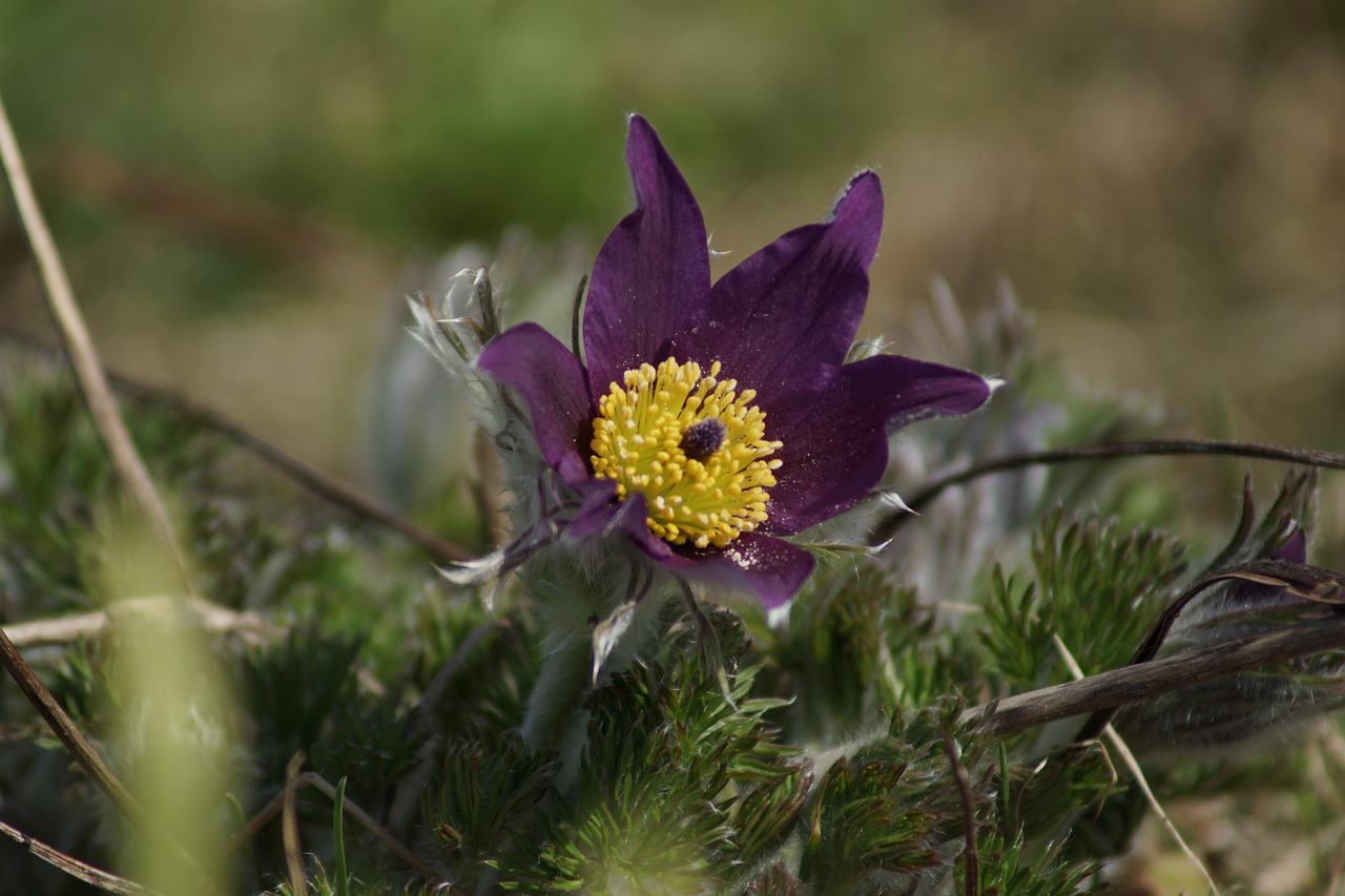 poluarea solului cauze