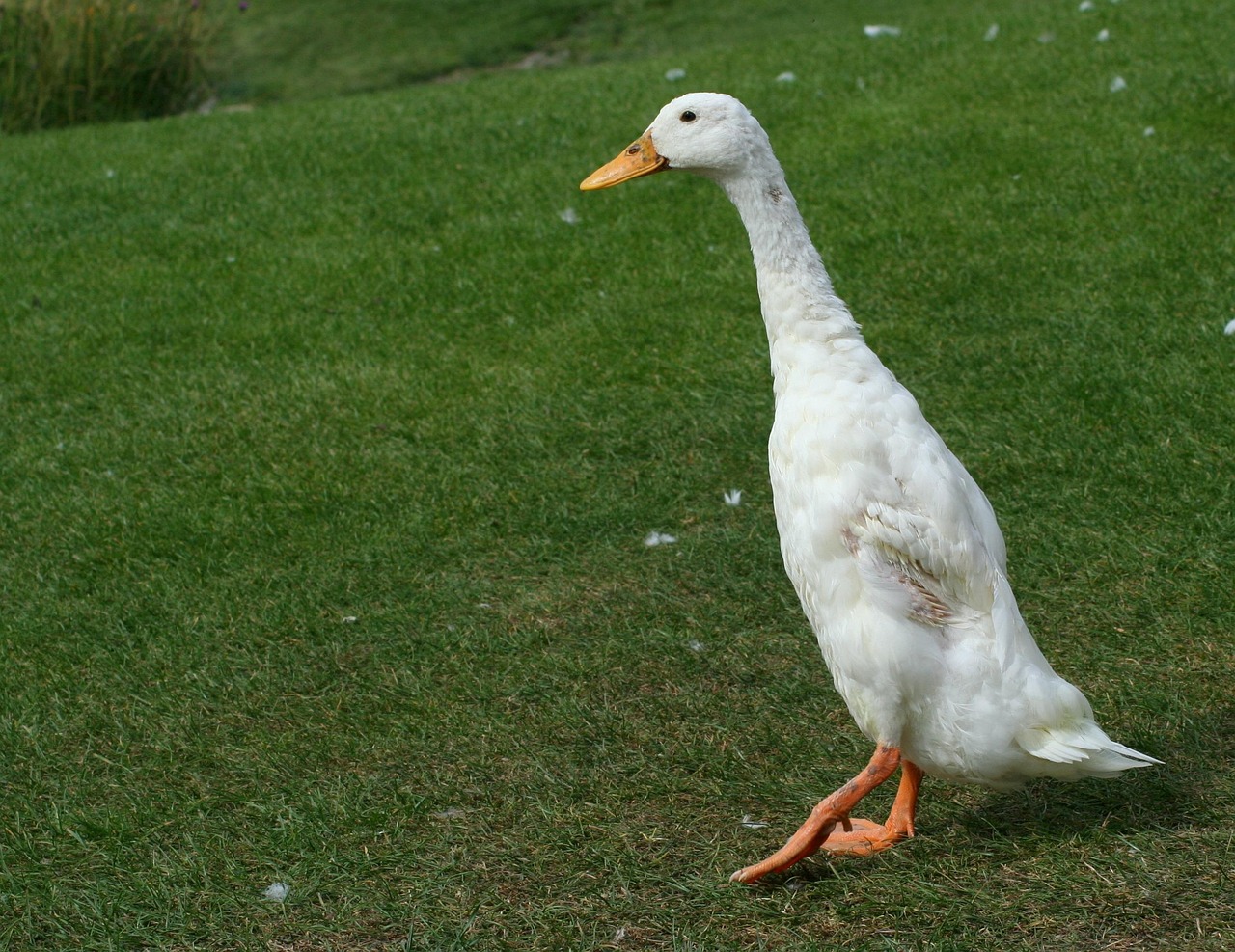 cat mananca o rata pe zi