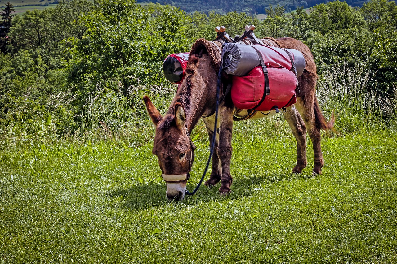 cat costa o magarita de lapte
