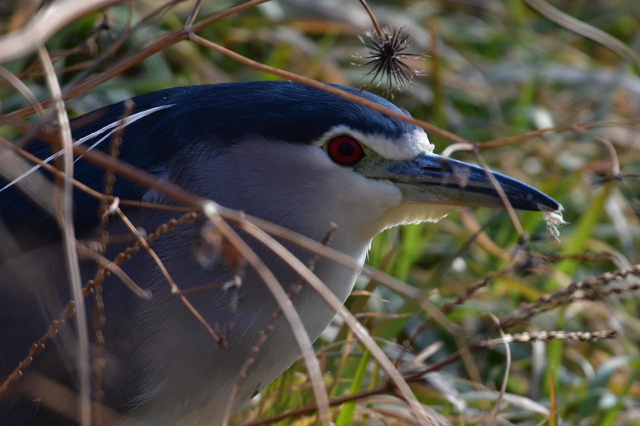 ce mananca iepurii de casa