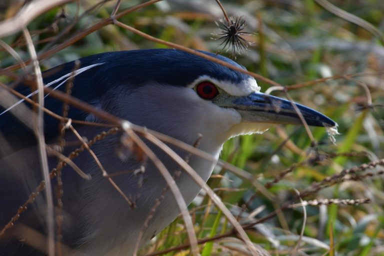 cat traieste un iepure de casa