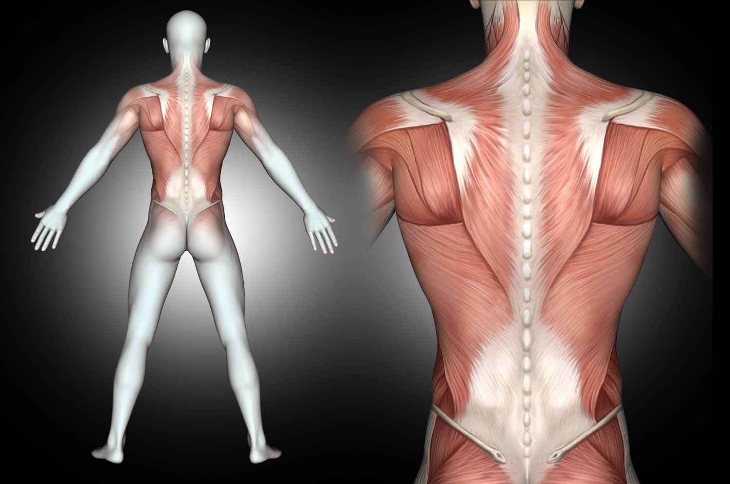 3d male medical figure with back muscles highlighted