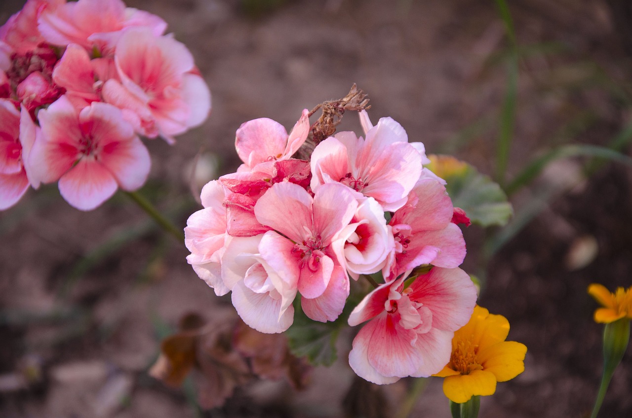 garden flowers