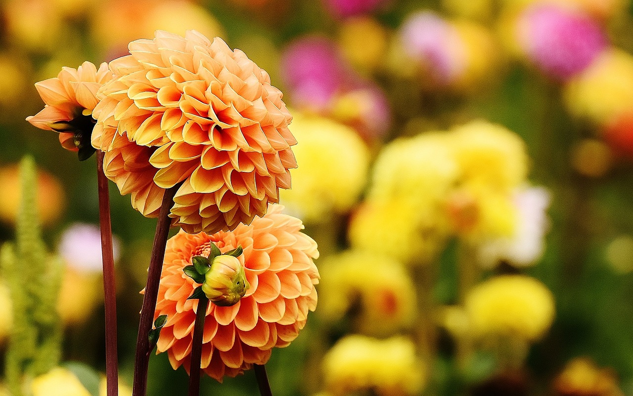 garden decor