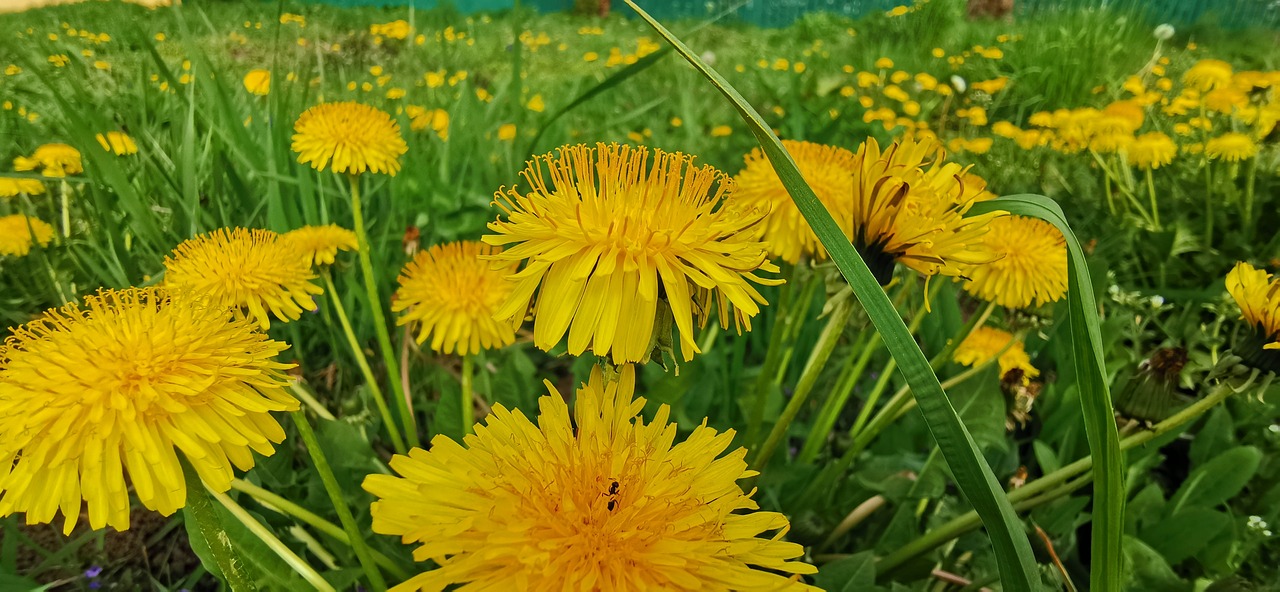 spring flowers
