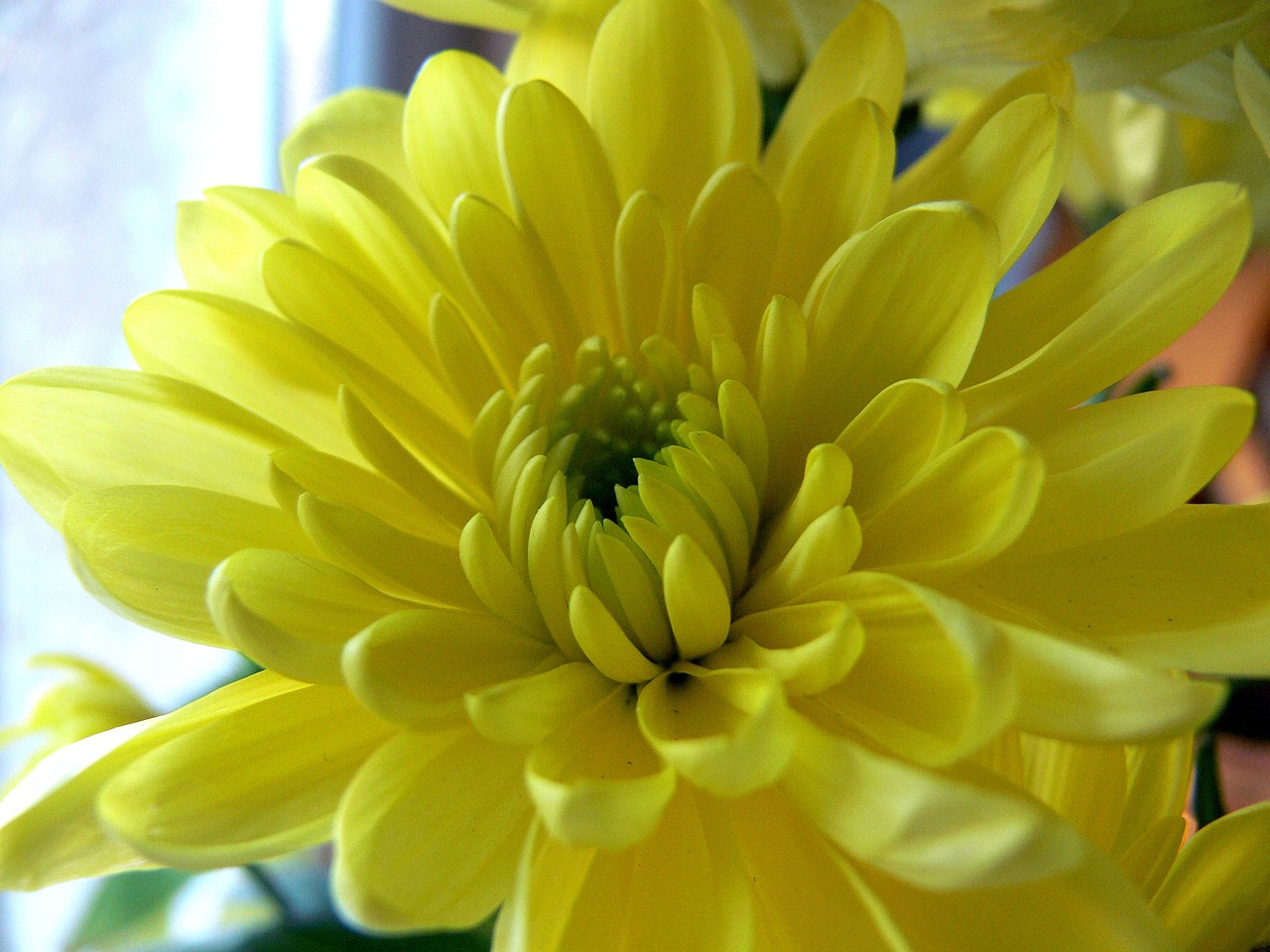 yellow flower