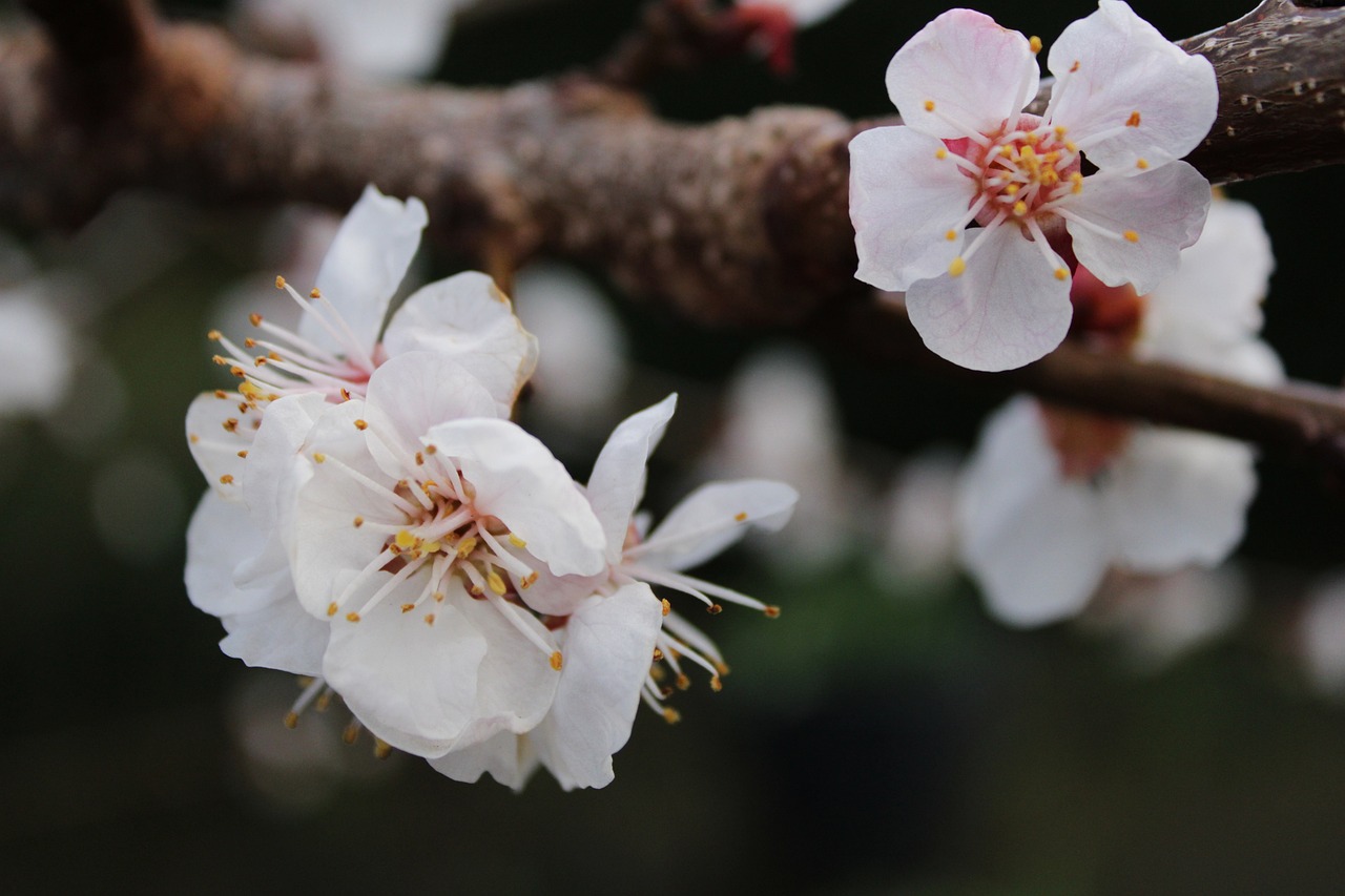 flowers tree