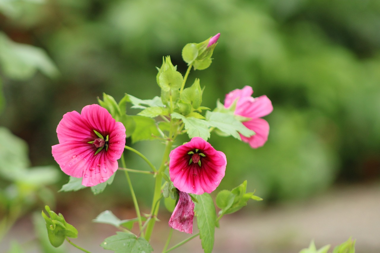 flower garden