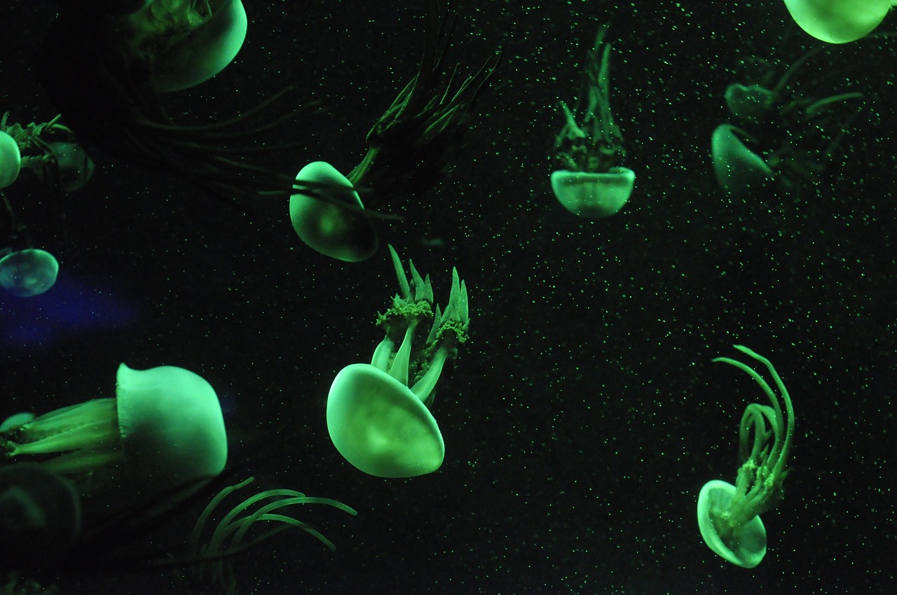 aquarium