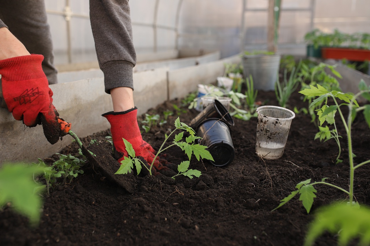 vegetable garden