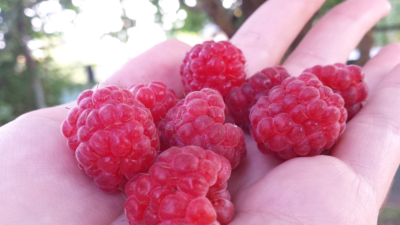 raspberry
