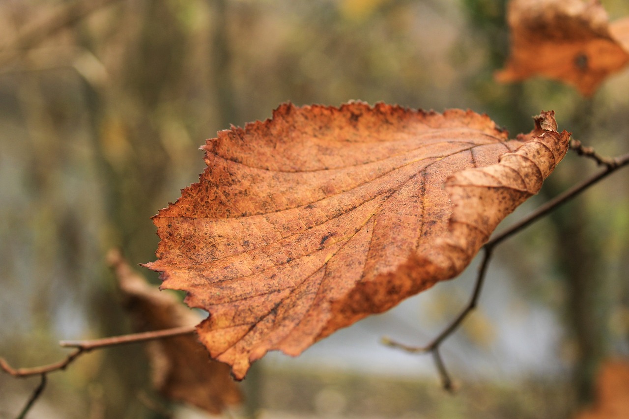 autumn
