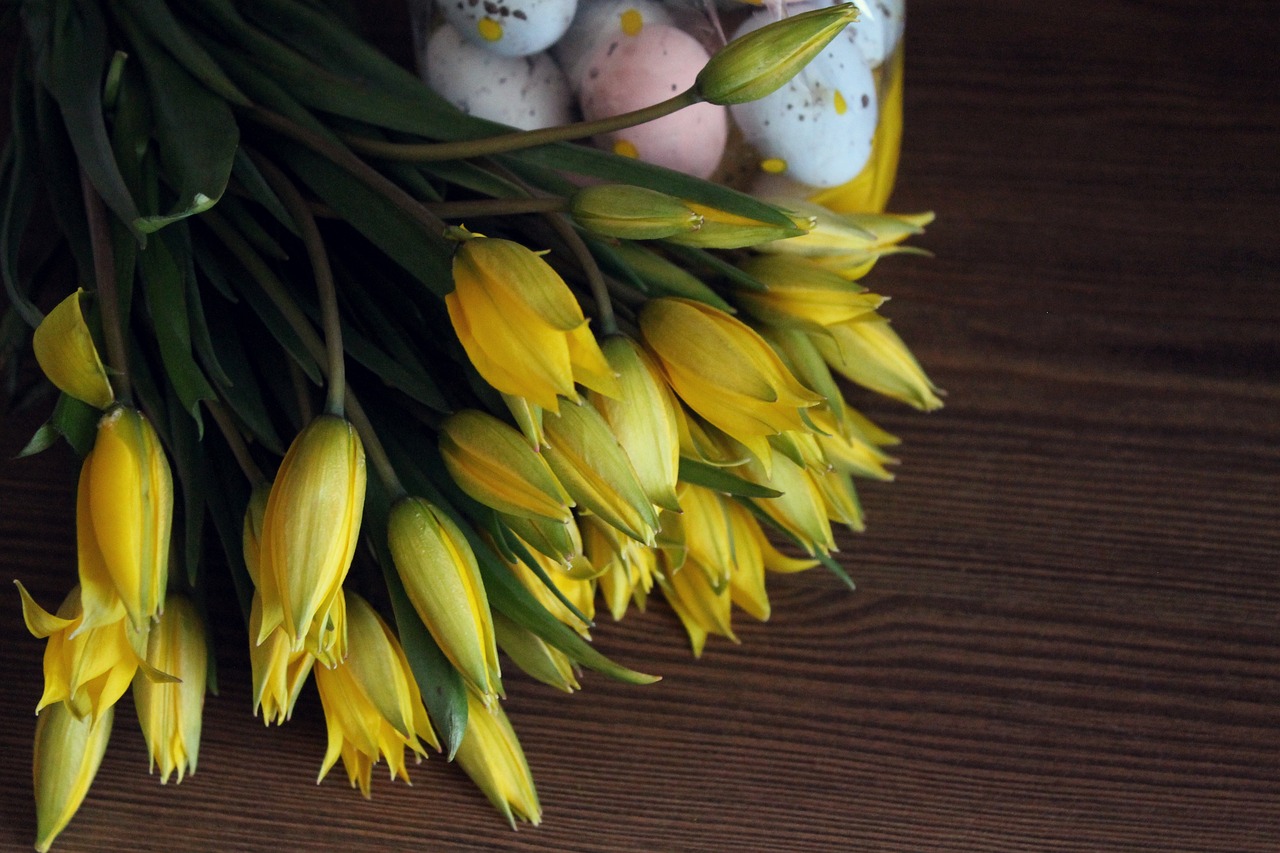 tulips
