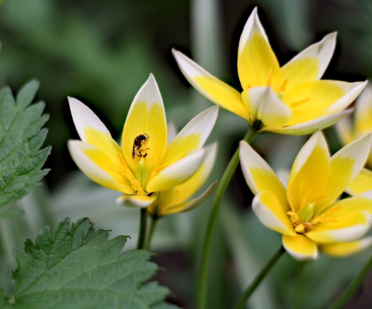 flowers