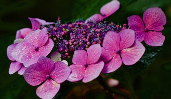 cand infloresc hortensiile