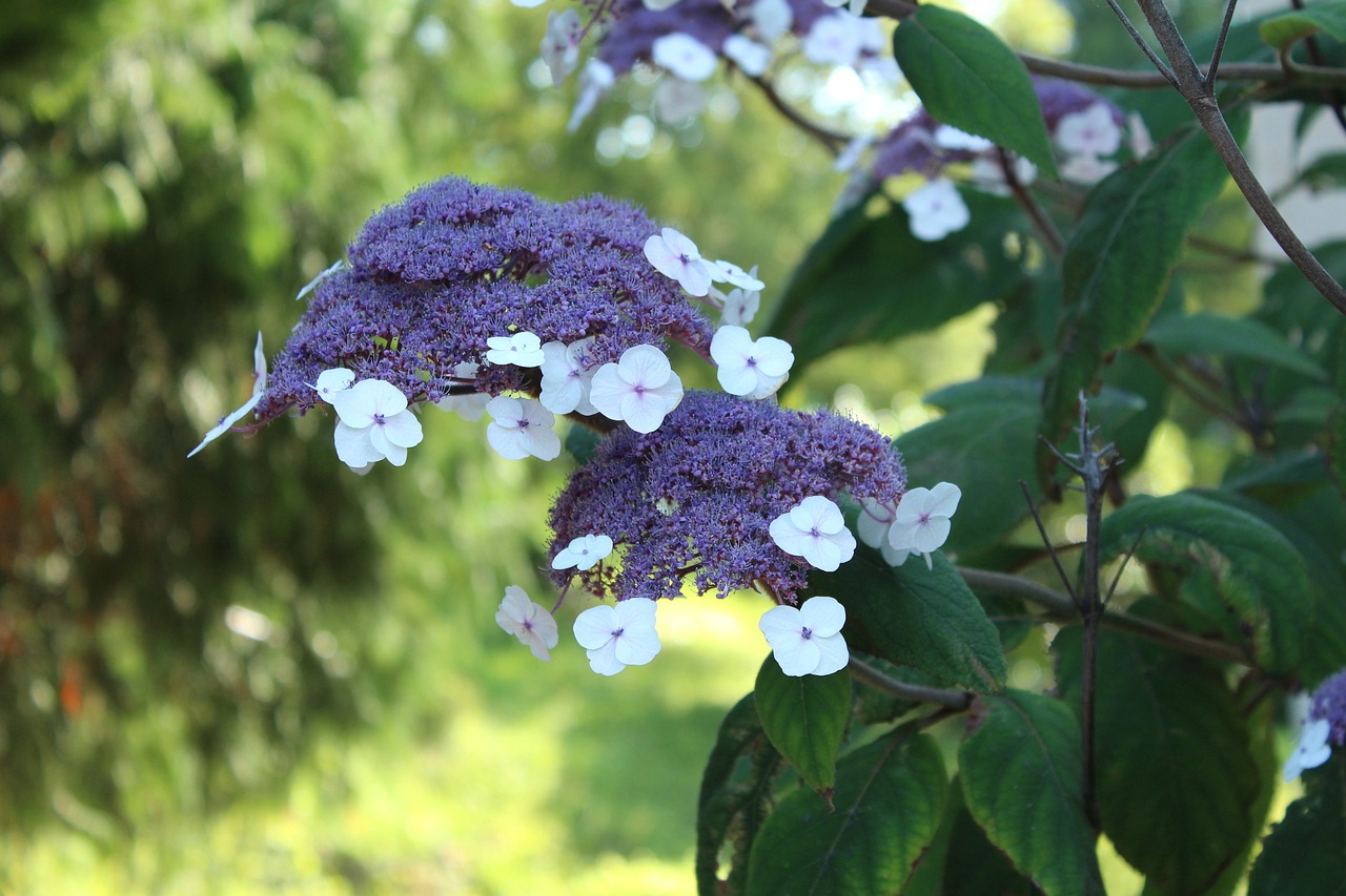 ingrijire hortensii in gradina
