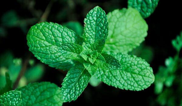 cand se culege menta