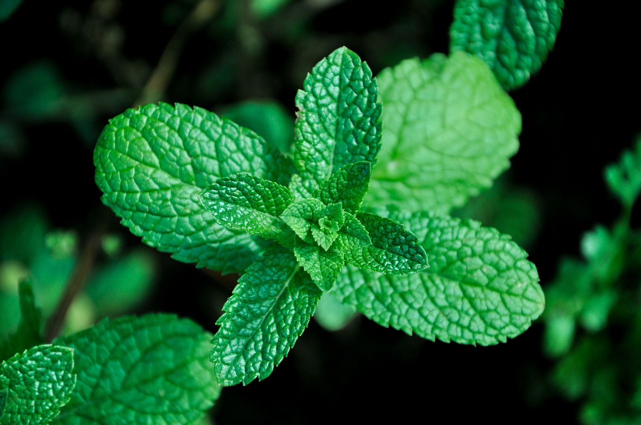 cand se culege menta