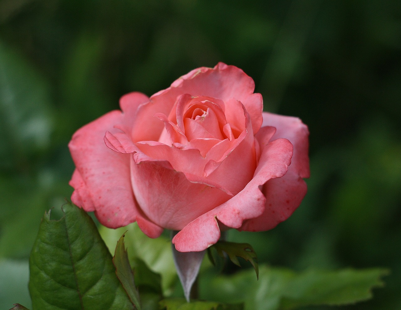 10 plante perene care infloresc toata vara