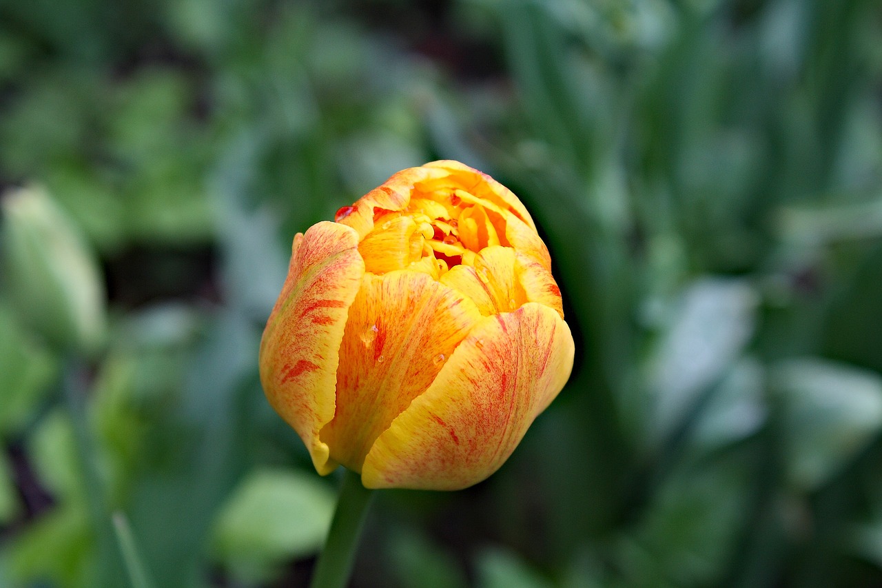 plante perene cu flori galbene