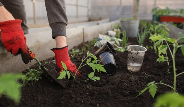 plante pentru balcon insorit