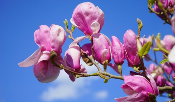 cand se planteaza magnolia toamna