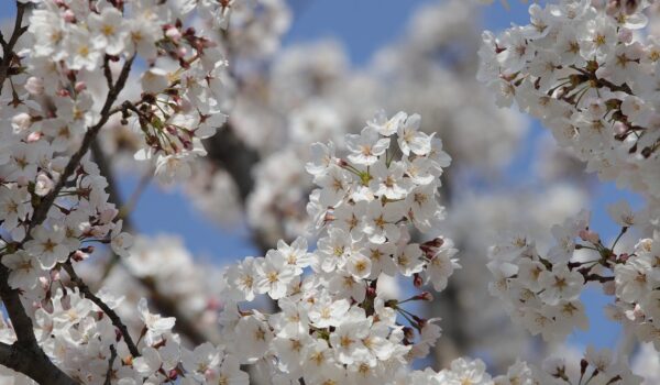 cand se planteaza magnolia din ghiveci