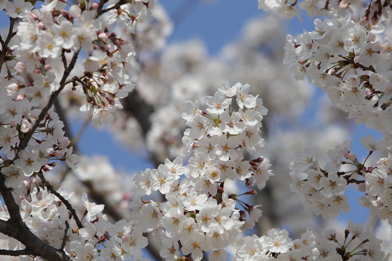 cand se planteaza magnolia din ghiveci