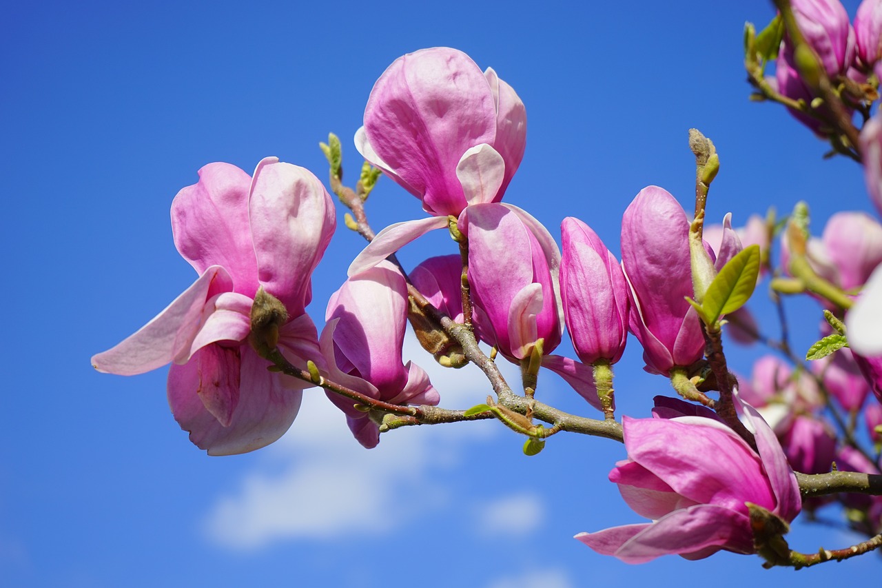 cand se tunde magnolia