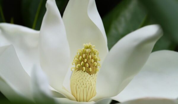 de ce nu infloreste magnolia
