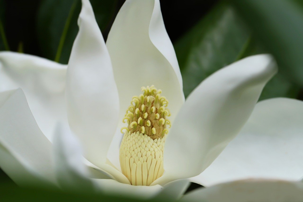 de ce nu infloreste magnolia