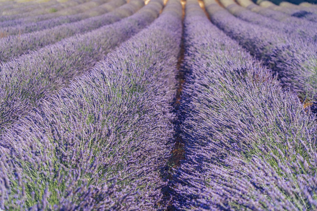 unde se poate vinde lavanda
