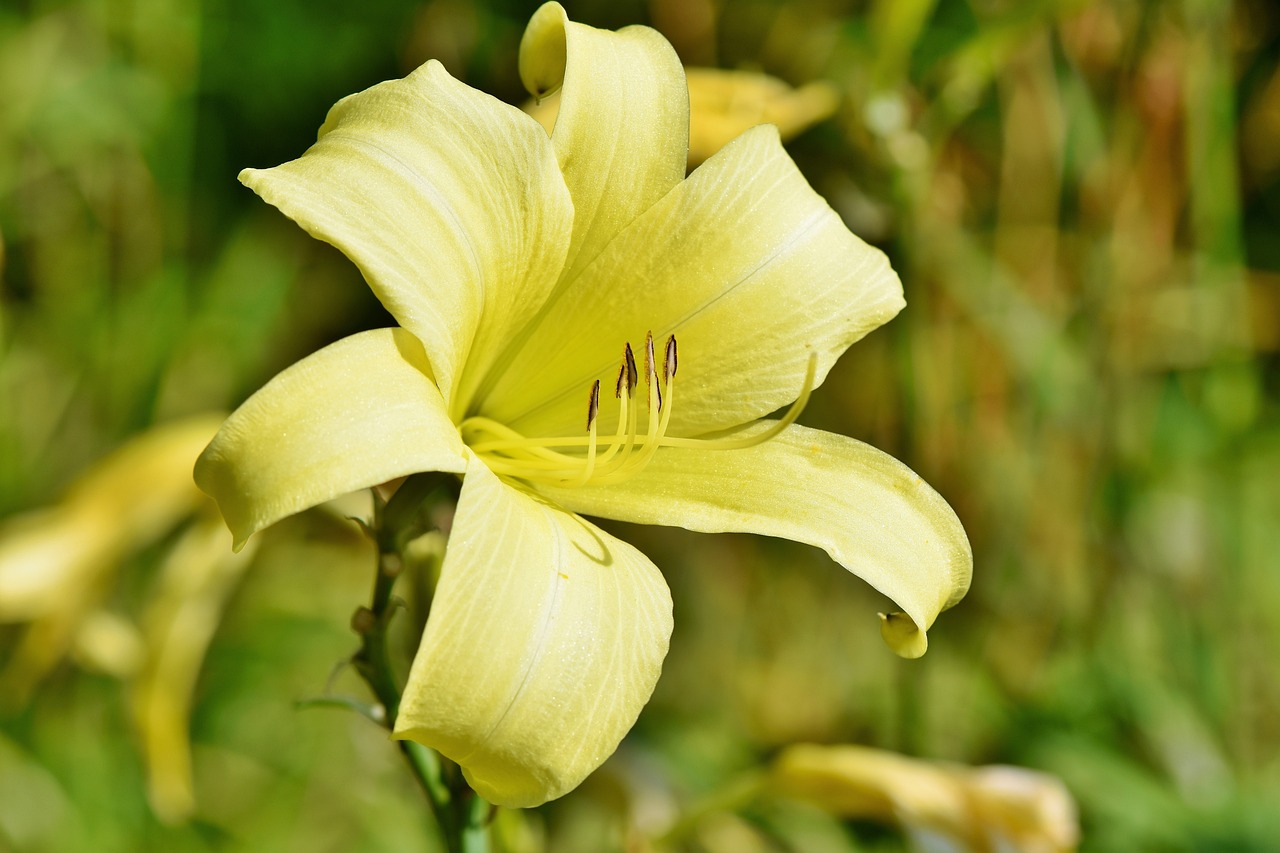 crini galbeni