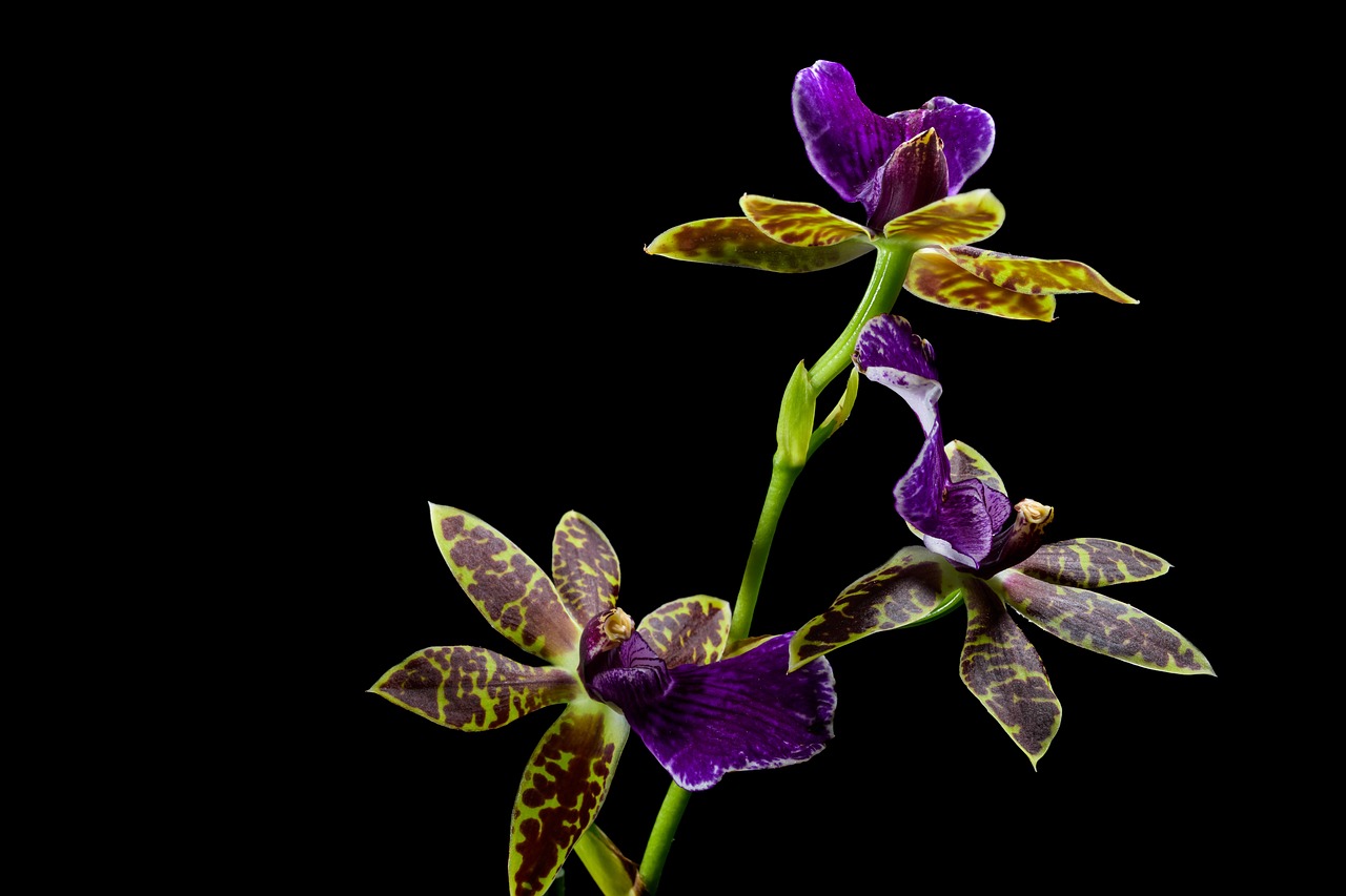 daunatori orhidee