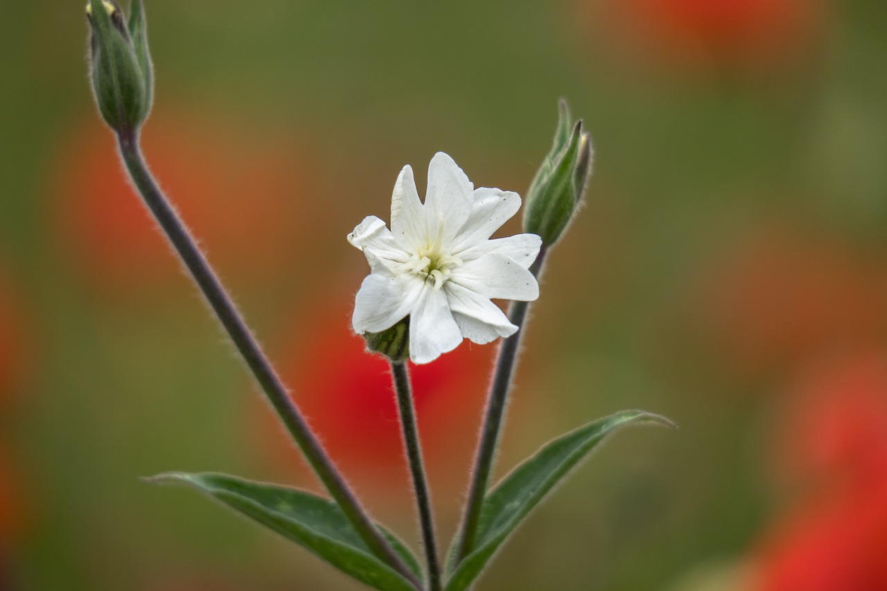 garoafe rosii