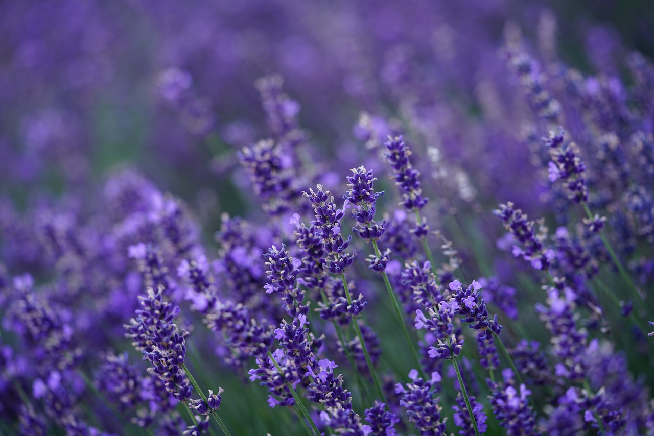 tipuri de lavanda