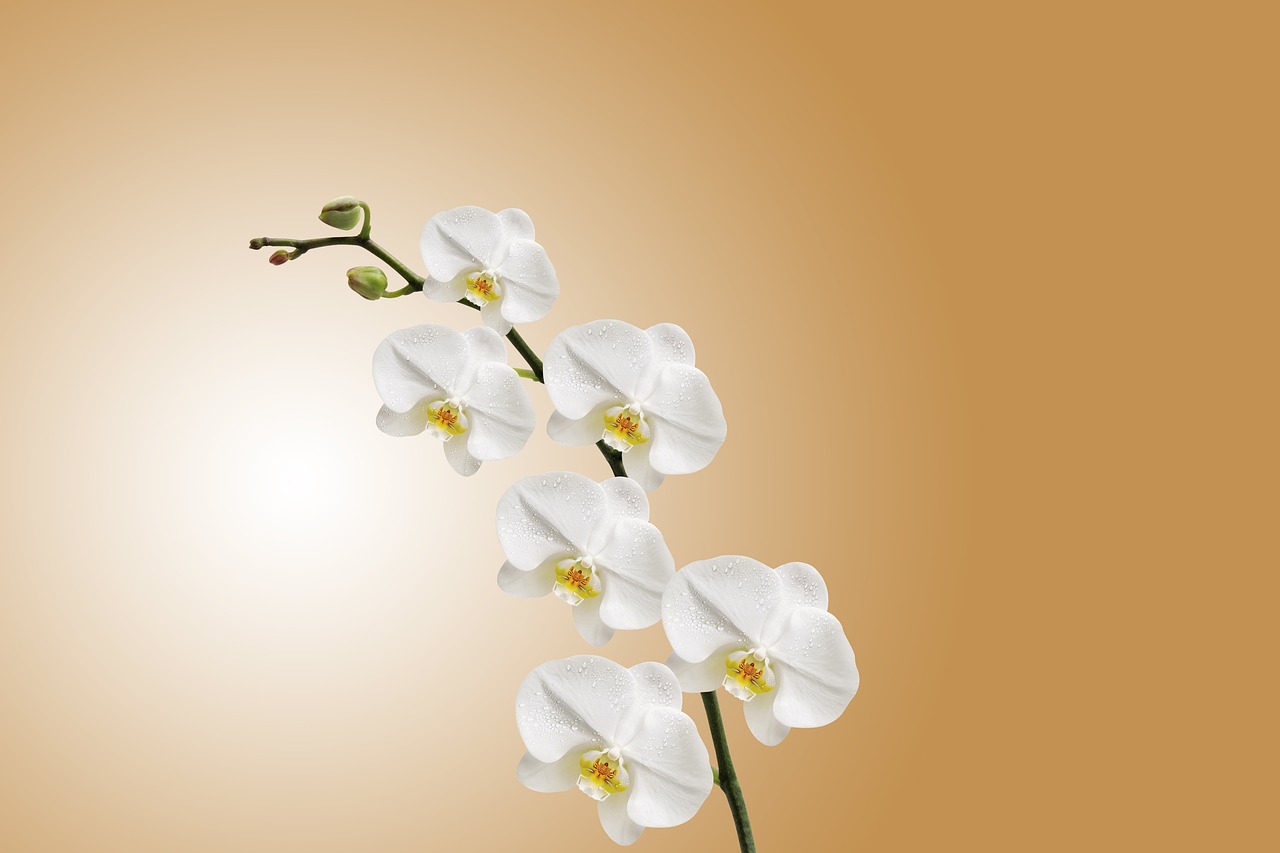 orhidee cymbidium ingrijire inmultire inflorire fertilizare