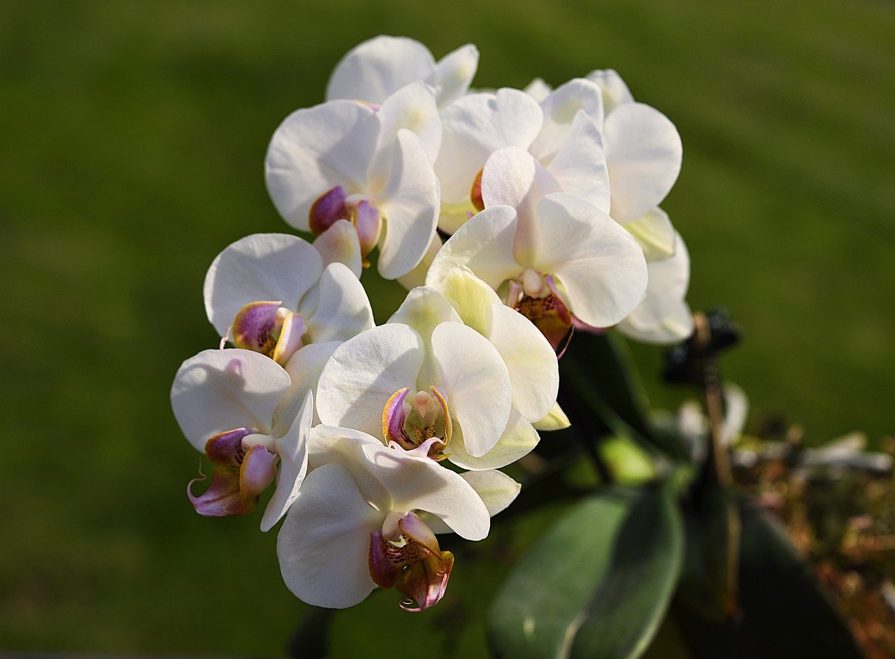 orhidee cymbidium ingrijire