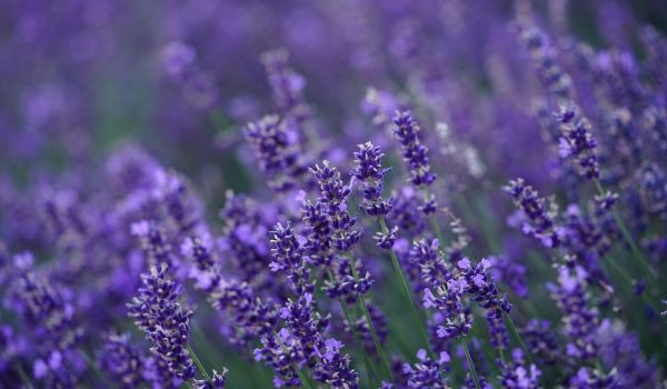 lavanda beneficii