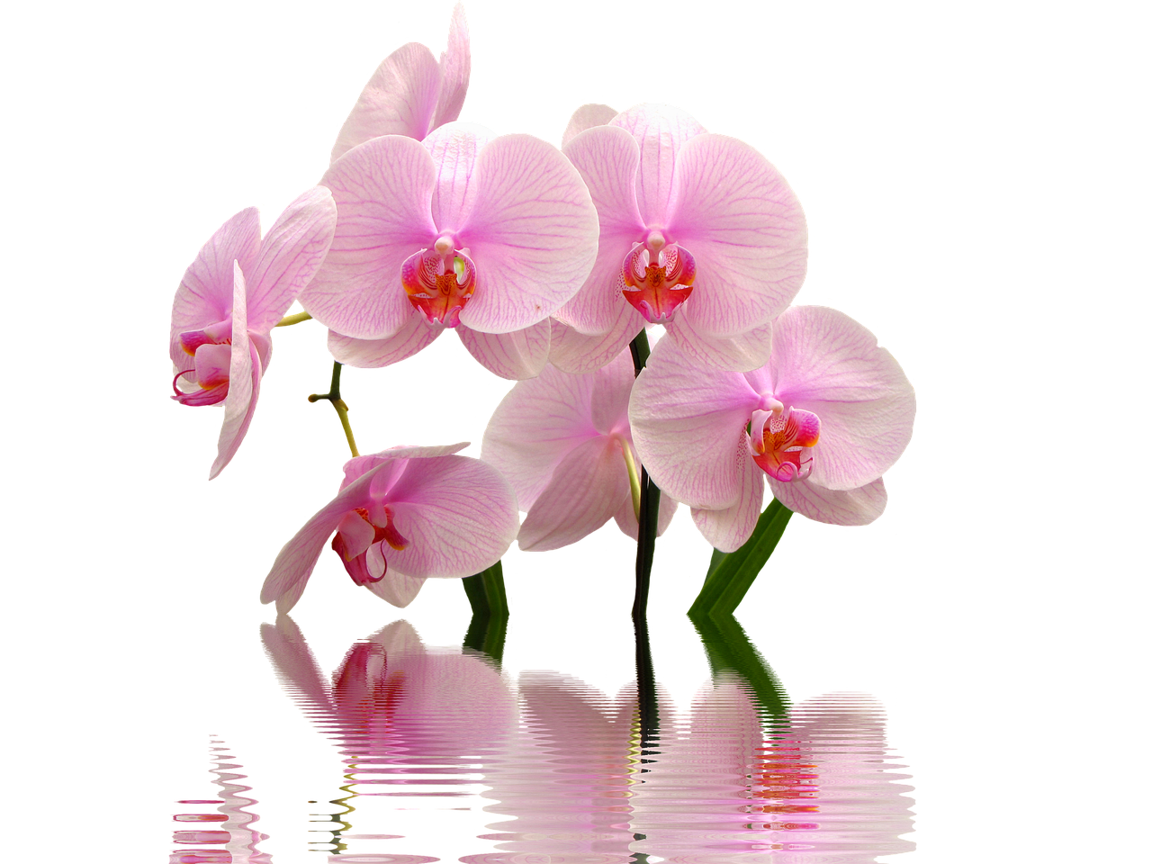 tipuri de orhidee cymbidium