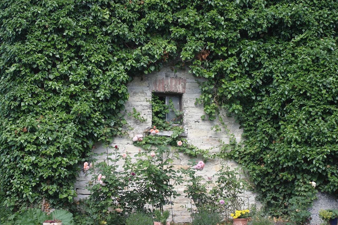 iedera decorativa