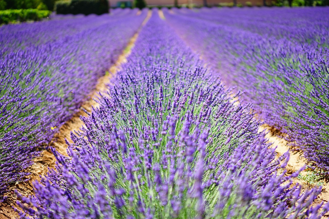 in ce luna se planteaza lavanda