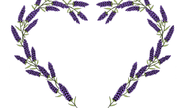 lavanda angustifolia