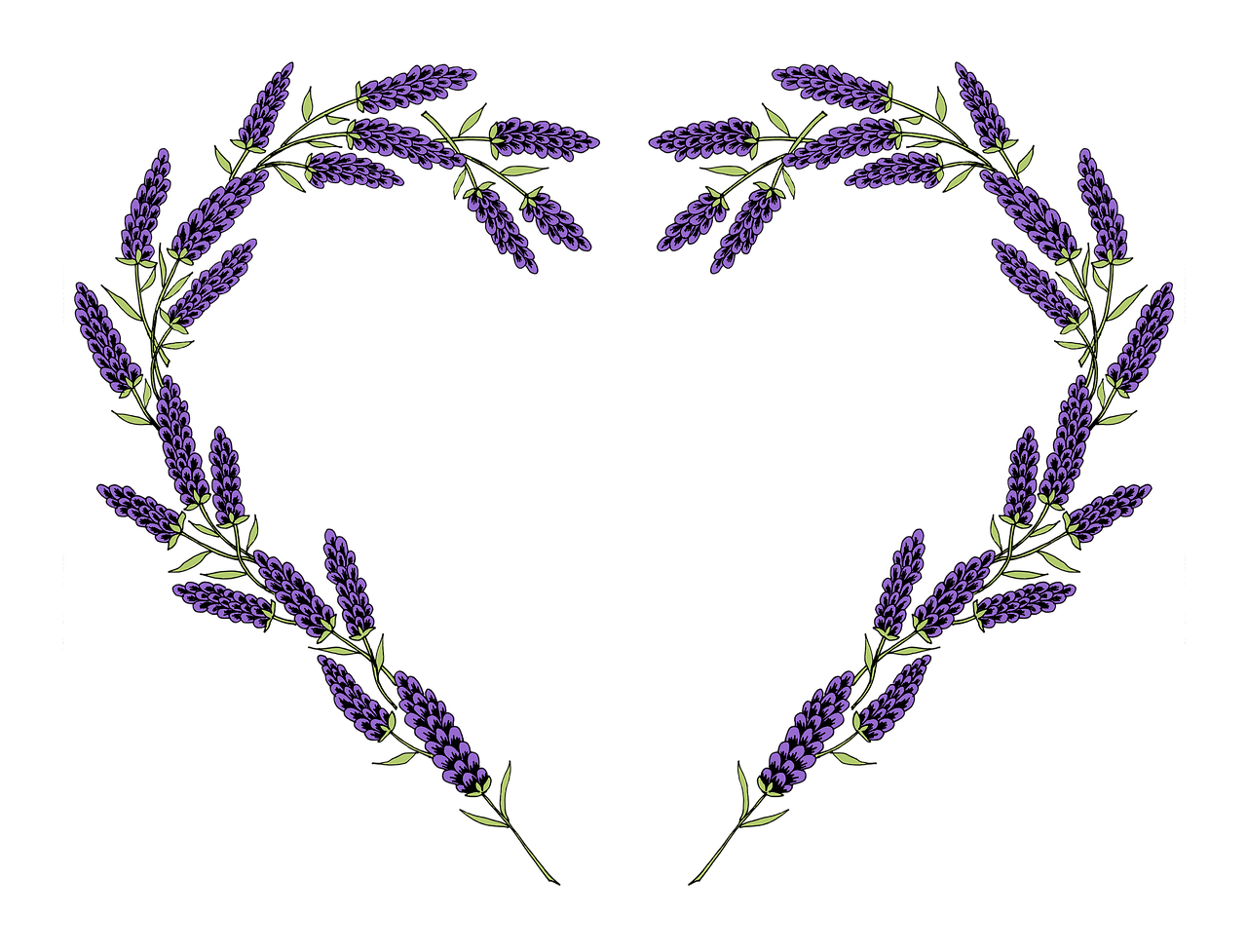 lavanda angustifolia