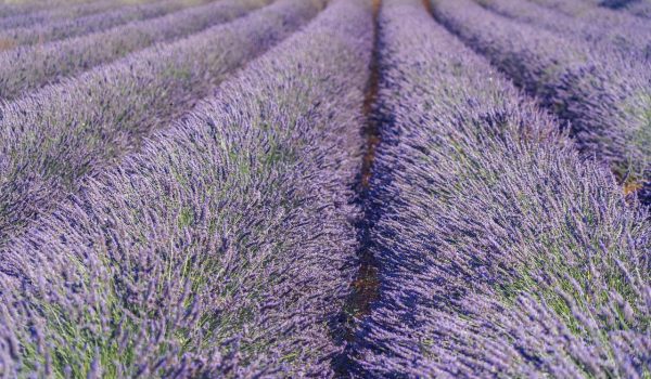 distanta plantare lavanda