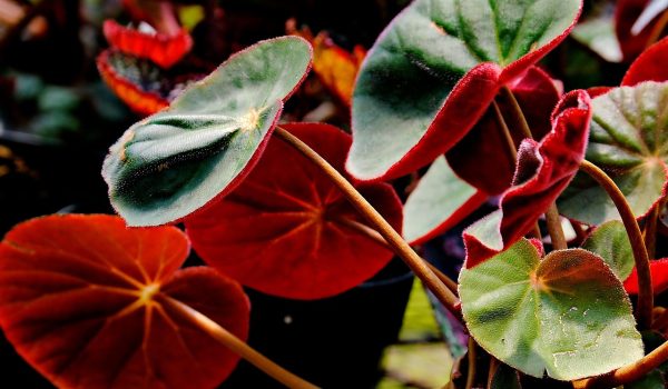 de ce se usuca begonia