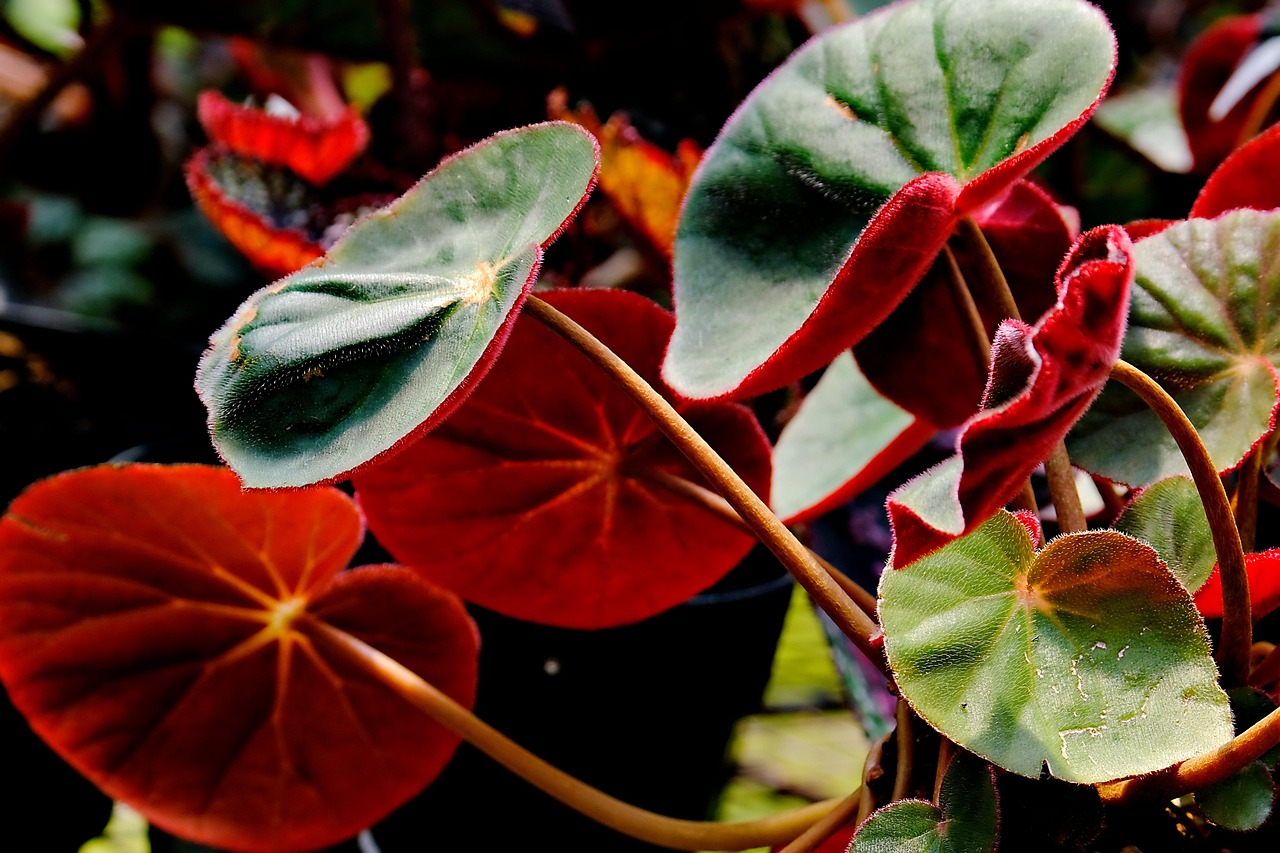 de ce se usuca begonia