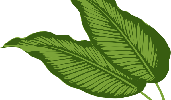 calathea triostar